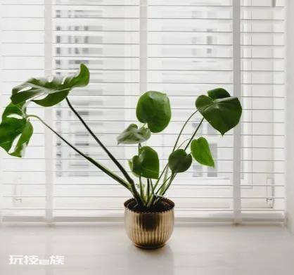 哪些绿植适合在室内养(净化空气还好看的10大室内植物)-图片6